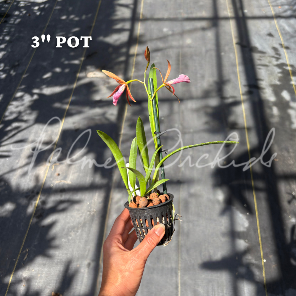 Bc. Golden Glory — Palmer Orchids